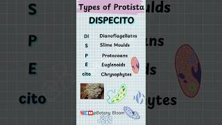 Protozoa Classification Trick shorts neet biology [upl. by Sherline]