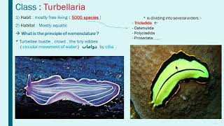 Class  Turbellaria  Planaria   Class  Monogenea [upl. by Llehsim648]