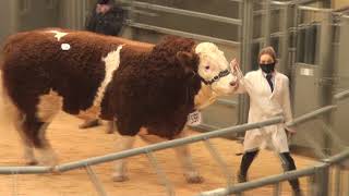 Simmental Bull Sale at Stirling prices 7k  26k 27th February 2021 [upl. by Atteuqihc]