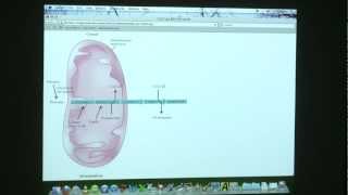 32 BB 350 Fatty Acid Oxidation and Synthesis  Kevin Aherns Biochemistry Online [upl. by Aleta101]