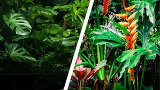 27 Most Amazing Plants in the Amazon Rainforest  rainforest plants [upl. by Itsyrc]