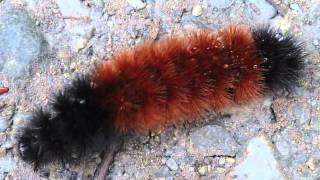 An Almanac Minute Woolly Worm [upl. by Rhyne]