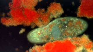 Introduction to the Protists [upl. by Yrneh]