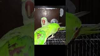 Parrots Super Fight Parrot Bird TalkingParrot Parakeet Alexandrine [upl. by Nitin]