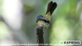 Mangrove Blue Flycatcher Greenbacked Flycatcher amp Yellowrumped Flycatcher  Chiu S C DSCN3265 [upl. by Shakti]