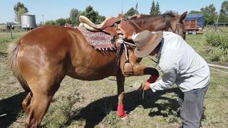 yegua alazana ruana de 2 años y medio 15000quotLOS YEGUARIZOS PINTOquot [upl. by Terbecki]