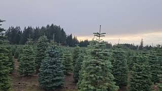 Christmas tree farm part 2 [upl. by Rilda220]