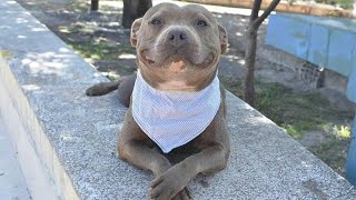 This Smiling Pitbull Dog Will Melt Your Heart 🤣 [upl. by Kanter]