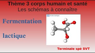 Fermentation lactique [upl. by Janice]