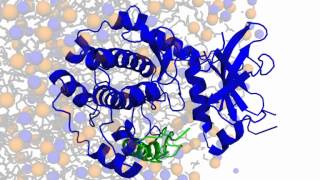 Phospholamban  protein kinase A interactions [upl. by Link468]