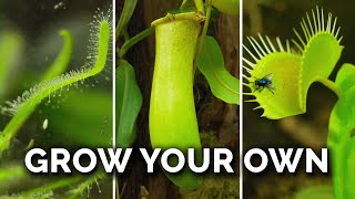 How Carnivorous Plants Work [upl. by Abbate]