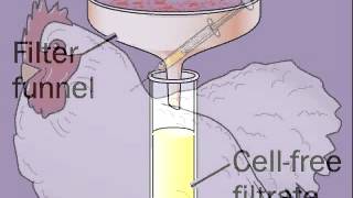 Avian Sarcoma Leukosis Virus  Cancer in Chickens  ASLV [upl. by Relyks]