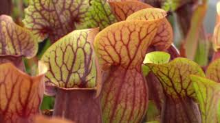 Hampshire Carnivorous Plants  Chelsea Flower Show 2017 [upl. by Marelda]