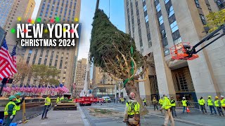 Installation Of NYC Rockefeller Center Christmas Tree 2024 ✨ New York City Christmas 2024 🌲 [upl. by Euqram724]