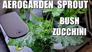 AEROGARDEN SPROUT BUSH ZUCCHINI GROW [upl. by Suzette]