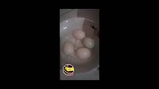 ASMR FERTILIZED CHICKEN EGG 🐣🐓 asmr asmrsounds fertilizedchicken [upl. by Eiltan]