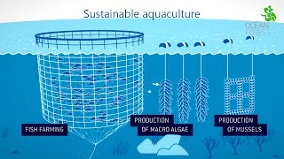 Ocean Forest  Sustainable aquaculture [upl. by Wye367]