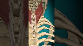 Splenius cervicis muscle action Vertebral column Extension muscle anatomy [upl. by Mariand308]