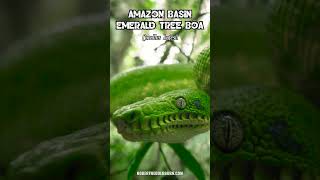 Amazon Basin Emerald Tree Boa Corallus batesii [upl. by Lukas]