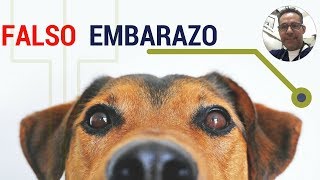 PERROS  FALSO EMBARAZO DE LA PERRA    ¿Cómo identificarlo ¿Qué hacer [upl. by Lati866]