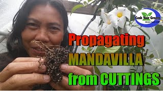 PROPAGATING MANDEVILLA FROM CUTTINGS  FAST and EASY [upl. by Washko]