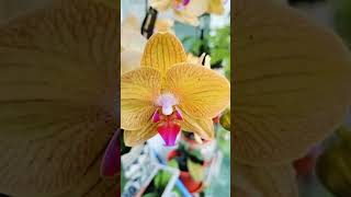 is this orchid flower travel nature love [upl. by Imhskal]