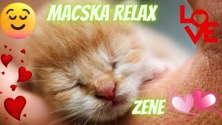 Macska relax zene 🐱 Macska altató zene 🐱 Macska nyugtató zenék 🐱 Macskák szeretik 🐱 Cica altató zene [upl. by Enelrahs709]