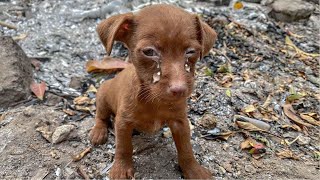 Rescue of a Scared Abandoned Puppy with a Broken Heart  a miracle came to it [upl. by Ise817]