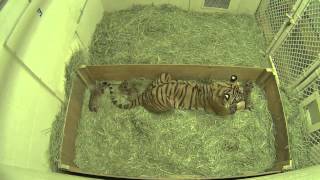 Hungry tiger cubs find their way to mama at Fresnos Chaffee Zoo [upl. by Graig]