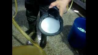 Diagnóstico de Mastitis Clínica y Subclínica Dr Richard Arancibia [upl. by Attikram]