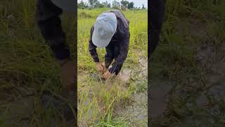 Wow amazing catch fish under grass at the by hand a fisherwoman skills shots topfishing [upl. by Yrak]