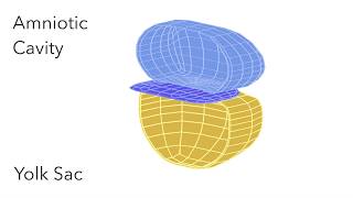 Embryo Folding Amniotic Cavity amp Yolk Sac  Animated Embryology [upl. by Navac]