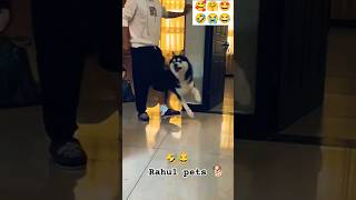 Funny cheating 🤣😂😂 rahulpets love funnydogs shortsfeed doglover funny shortsviral [upl. by Nodnas]