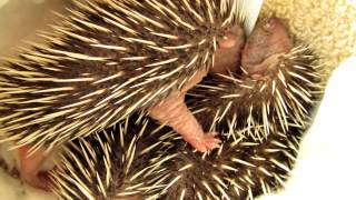 Baby egels en geluid Sound of a baby hedgehog [upl. by Roobbie]