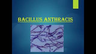 BACILLUS ANTHRACIS amp BACILLUS CEREUS [upl. by Nyrrat]