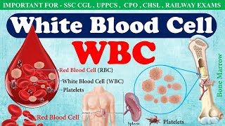 White Blood Cell WBC or Leucocytes  Function of wbc in hindi  WBC count [upl. by Mazman642]