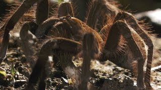 Worlds Biggest Spider Gobbles Down an Unsuspecting Lizard [upl. by Jerroll]