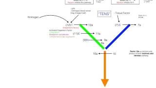 Coagulation amp Fibrinolytic Pathway in 5 minutes  Simple and Easy [upl. by Annaoj]