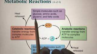 CHAPTER 25 Metabolism and Nutrition Video 1 [upl. by Ahsocin]