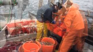 PRAWN TRAWLING SCOTLAND aboard Hawthorn FR25 GoPro [upl. by Stranger]