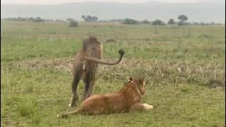 kazinga channel queen Elizabeth national Park256701012273 [upl. by Balliett]