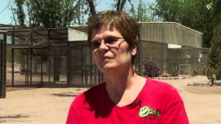 Parrot Sanctuary Provides Home for Abused Neglected Birds [upl. by Nadbus]