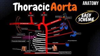 Arteries of the Thorax Thoracic Aorta EASY Scheme [upl. by Rise492]