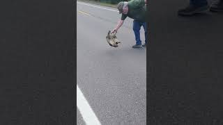 Man Trips and Falls While Trying to Help Snapping Turtle Cross Road  1509945 [upl. by Wanonah]