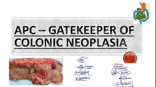 APC GENE  GATEKEEPER OF COLONIC NEOPLASIA  WNT  BETA CATENIN PATHWAY [upl. by Yrem]