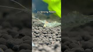 What to feed freshwater shrimp aquarium shrimptank shrimpbreeding fishtank aquascape shrimp [upl. by Jacobine684]