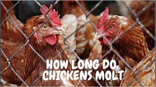 How Long Do Chickens Molt [upl. by Ahseinaj701]