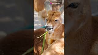 Kangaroo Rat facts feed fyp viralvideo viralshorts shortsvideo shorts kangaroorat like [upl. by Aysa]