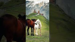 The noblest animal in the world animals animalshorts [upl. by Asilad]