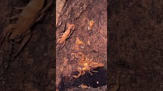 Tityus StigmurusBrazilian scorpion🦂 babies have left moms back 2i [upl. by Yorker]